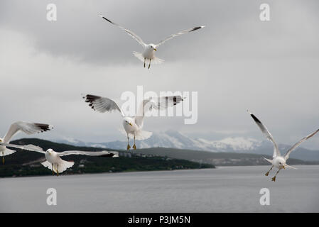 Common Gull maneuvering for food in Grøtsundet north of  Tromsø in northern Norway to catch food thrown by humans from a cruise ship. Stock Photo