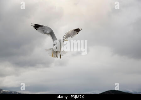 Common Gull maneuvering for food in Grøtsundet north of  Tromsø in northern Norway to catch food thrown by humans from a cruise ship. Stock Photo