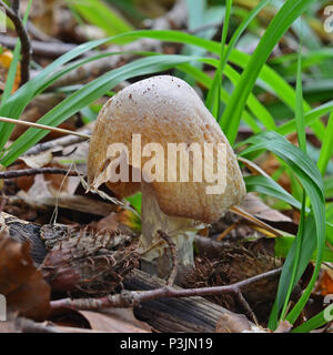 cortinarius caperatus mushroom, also known as rozites caperata Stock Photo