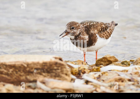 Ruddy turnstone (Arenaria interpres) feeding in Estany des Peix marine lagoon seashore in Ses Salines Natural Park (Formentera,Balearic Islands,Spain) Stock Photo