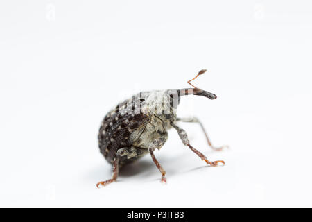 A Figwort Weevil, Cionus scrophulariae, found feeding on water figwort, Scrophularia auriculata, near Shreen Water chalkstream, in the small town of M Stock Photo