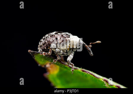 A Figwort Weevil, Cionus scrophulariae, found feeding on water figwort, Scrophularia auriculata, near Shreen Water chalkstream, in the small town of M Stock Photo