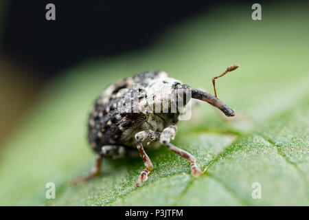 A Figwort Weevil, Cionus scrophulariae, found feeding on water figwort, Scrophularia auriculata, near Shreen Water chalkstream, in the small town of M Stock Photo