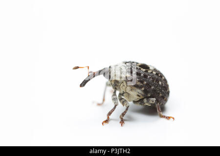 A Figwort Weevil, Cionus scrophulariae, found feeding on water figwort, Scrophularia auriculata, near Shreen Water chalkstream, in the small town of M Stock Photo