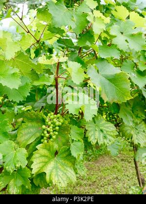 Cluster of immature grapes growing on a very leafy vine in June. Northern France. Stock Photo