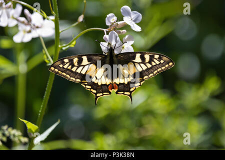 Swallowtail butterfly (Papilio machaon britannicus) feeding on sweet rocket at the RSPB Strumpshaw reserve in Norfolk UK. Stock Photo