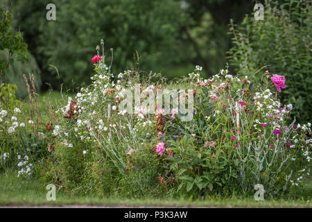 Flower garden in the countryside Stock Photo