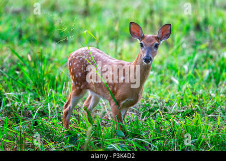 Horizontal close-up shot of a white tail fawn standing in a field in the Smoky Mountains. Stock Photo