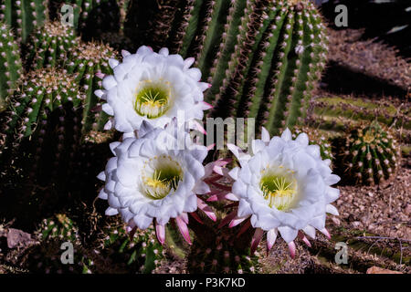 Giant white flowers blooming on Argentine Giant cactus (echinopsis candicans) from South America. Other desert succulent plants are in the background. Stock Photo