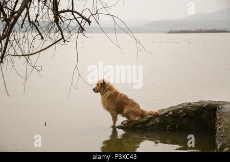 The dog is sitting on the rock next to the sea .It is looking the sea. Stock Photo