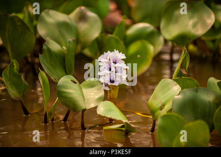 Common water hyacinth flower and leaves in shallow water Stock Photo