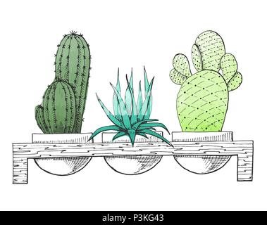 Sketch three succulents in pots on a wooden stand. Stylized watercolor. Vector illustration. Stock Vector