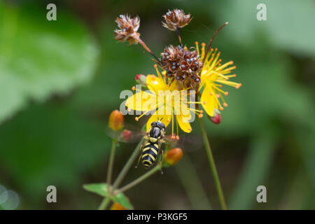 Hoverfly nectaring on St John's Wort (Hypericum perforatum) yellow wildflowers Stock Photo