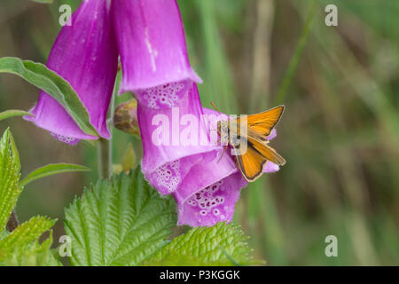 Large skipper butterfly (Ochlodes Sylvanus) on a purple foxglove (digitalis purpurea) Stock Photo