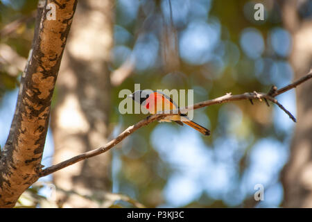 Little Minivet, or Small Minivet (Pericrocotus cinnamomeus) on a thin branch, Hyderabad, India Stock Photo