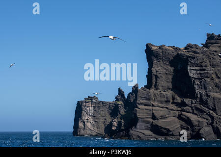 Norway, Arctic Ocean, Jan Mayen. Coastal view of bird cliffs off the remote volcanic coast, Northern fulmars (Fulmarus glacialis) in flight and in the Stock Photo