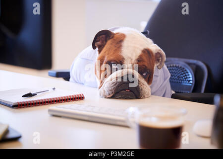 British Bulldog Dressed As Businessman Looking Sad At Desk Stock Photo