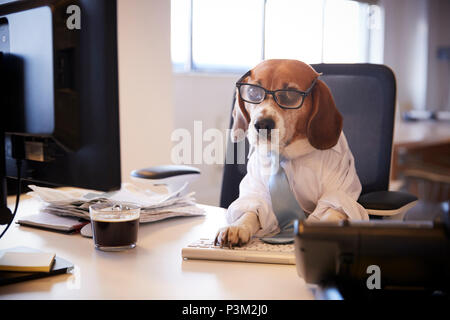 Beagle Dressed As Businessman Works At Desk On Computer Stock Photo