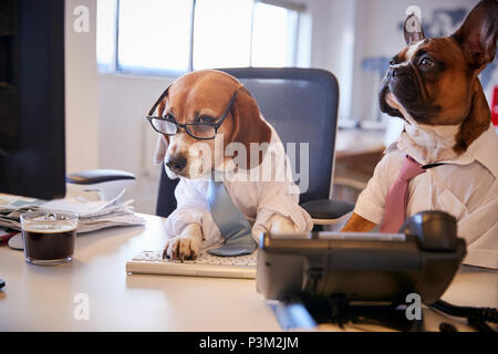 Bulldog And Beagle Dressed As Businessmen At Desk With Computer Stock Photo