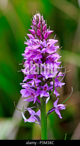 The flower head of a Southern Marsh-orchid, Dactylorhiza praetermissa. Stock Photo