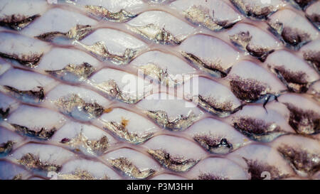 closeup of fish skin after the scales were removed Stock Photo