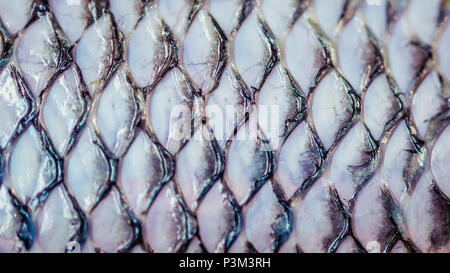 closeup of tilapia fish skin after the scales were removed Stock Photo