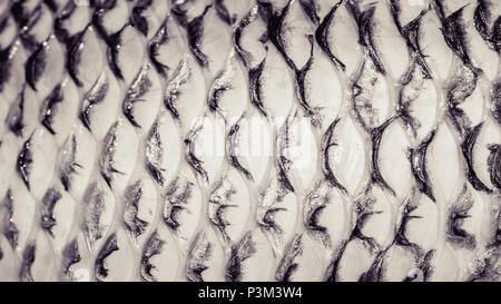 closeup of tilapia fish skin after the scales were removed Stock Photo