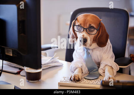 Beagle Dressed As Businessman Works At Desk On Computer Stock Photo
