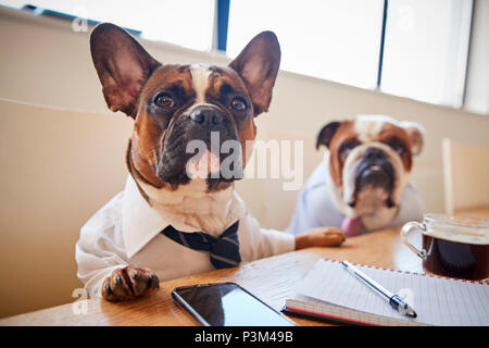 Two Dogs Dressed As Businessmen Having Meeting In Boardroom Stock Photo