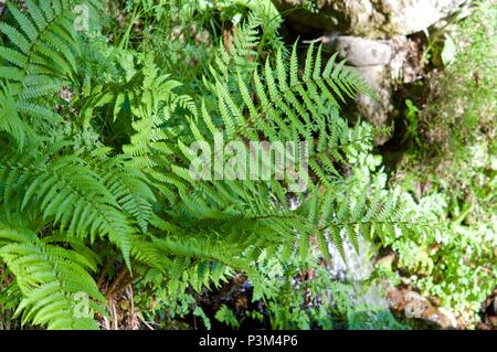 Groups of ferns Pterophyta class Stock Photo