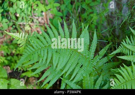 Groups of ferns Pterophyta class Stock Photo