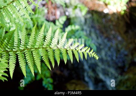 Groups of ferns Pterophyta class Stock Photo