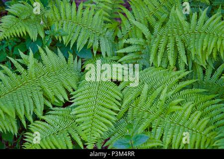 Groups of ferns Pterophyta class Stock Photo