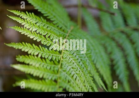 Groups of ferns Pterophyta class Stock Photo