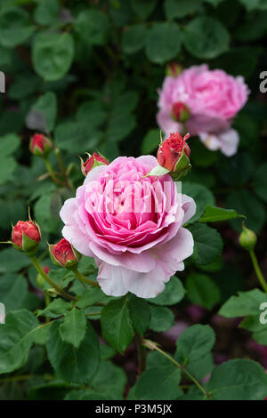 Rosa ‘Princess Alexandra of Kent’ / Ausmerchant. English shrub rose Stock Photo