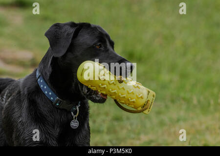 Black labrador holding a gun dog dummy in his mouth. Stock Photo