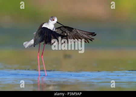 Black-winged Stilt (Himantopus himantopus), adult taking off from the water Stock Photo