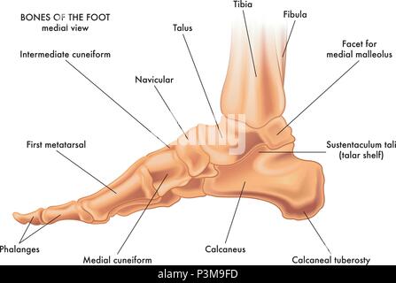 A medical vector illustration of the bones of a foot on a white background Stock Vector