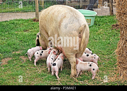 Gloucester Old Spot Sow with Piglets Stock Photo