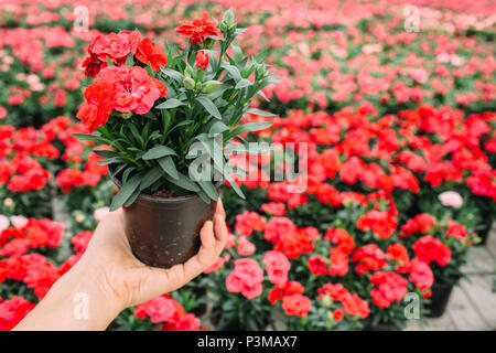 Potted flower in hands Stock Photo