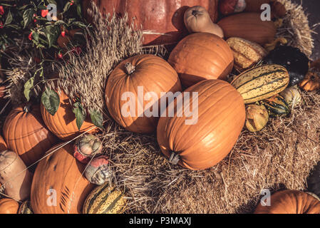 Mixture and Variety of Pumpkin and Squash in a Pumpkin Patch - season of pumpkins Stock Photo