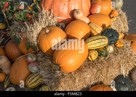 Mixture and Variety of Pumpkin and Squash in a Pumpkin Patch - season of pumpkins Stock Photo