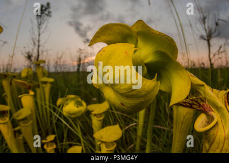 The Yellow pitcherplant (Sarracenia flava) is an unusual predatory plant found in the Southeast USA. It supplements its nutrition by eating insects. Stock Photo