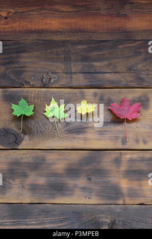 Some of the yellowing fallen autumn leaves of different colors on the background surface of natural wooden boards of dark brown color Stock Photo