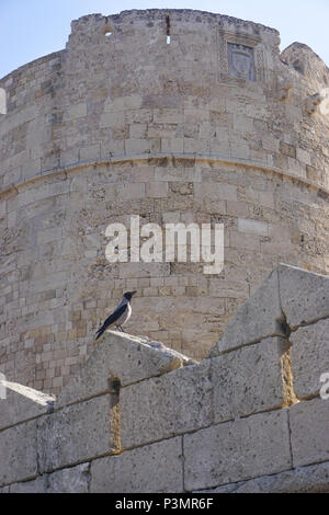 Rhodes, Greece: Hooded crow (Corvus cornix) on the medieval walled city created in the 14th century, on the Aegean island of Rhodes. Stock Photo