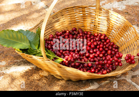 Coffee berries in a basket Stock Photo