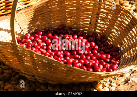 Coffee berries in a basket Stock Photo