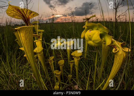 The Yellow pitcherplant (Sarracenia flava) is an unusual predatory plant found in the Southeast USA. It supplements its nutrition by eating insects. Stock Photo