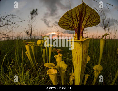 The Yellow pitcherplant (Sarracenia flava) is an unusual predatory plant found in the Southeast USA. It supplements its nutrition by eating insects. Stock Photo