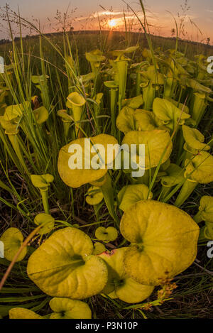 The Yellow pitcherplant (Sarracenia flava) is an unusual predatory plant found in the Southeast USA. It supplements its nutrition by eating insects. Stock Photo